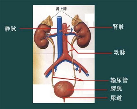 泌尿系統 常識|泌尿系统